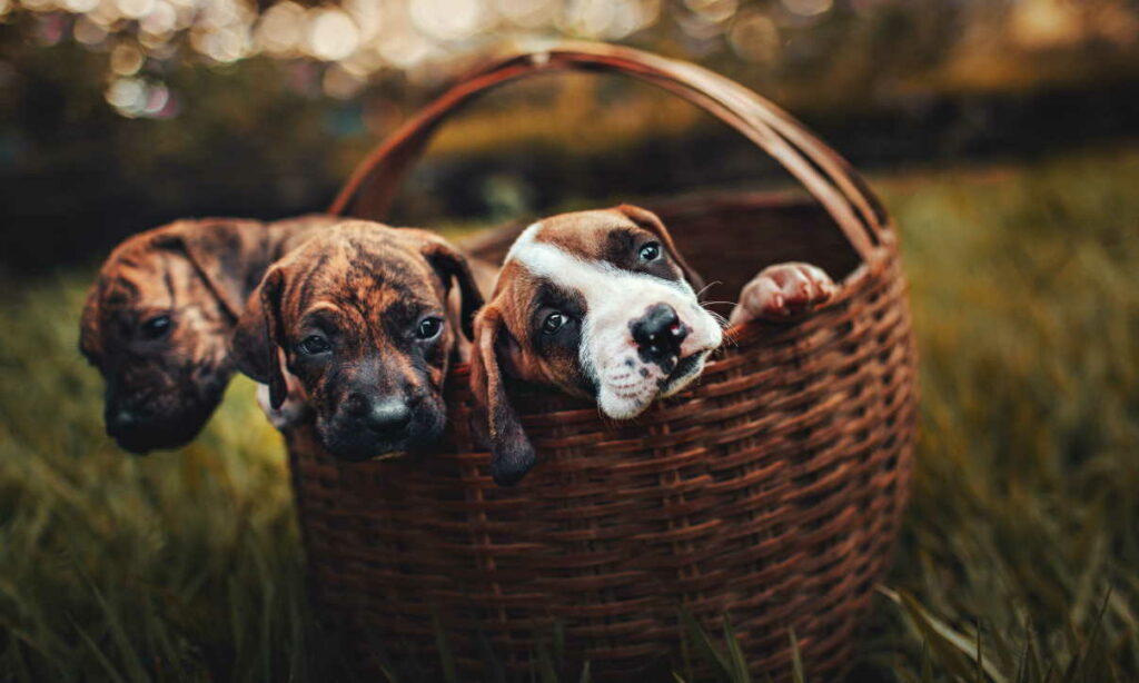 Puppies in Basket